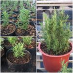 Quá trình phát triển của cây hương thảo sau khi giâm cành
