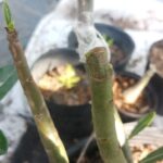 Ghép sứ bao nhiêu ngày tháo bọc?