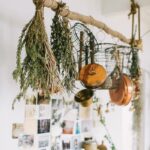 Cách thu hoạch cây hương thảo