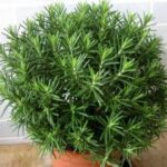 Tác hại của cây hương thảo?