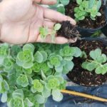 Cách nhân giống cây sen thơm (nhất mạt hương) ra rễ trong 15 ngày