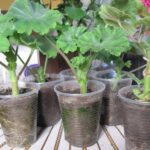 Cách nhân giống hoa phong lữ Geranium bằng giâm cành