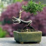 Cây hương thảo Bonsai