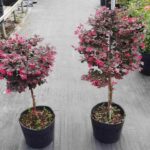 Cây hồng phụng tree