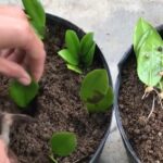 Cách nhân giống cây kim tiền (kim phát tài) bằng giâm cành