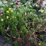 Trồng cây trâm ổi hay bị héo rũ? Nguyên nhân tại sao?