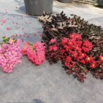 Cách trồng cây hoa tường vi