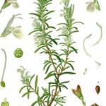 Đặc điểm cây hương thảo