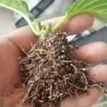 Nhân giống cây cẩm tú cầu bằng cách giâm cành
