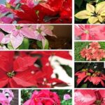 20 giống trạng nguyên phổ biến