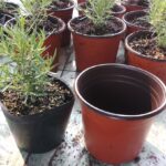 Thay chậu cho cây hương thảo