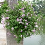 Bông ổi tím (trâm ổi tím) trồng chậu treo