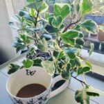 Mẫu cây si Thái cẩm thạch trang trí nhà