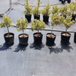 Cây si Thái cẩm thạch