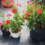 Trồng cây trang đài bao lâu sẽ nở hoa?