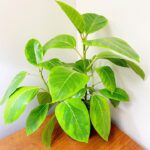 Cây đa hoàng kim trồng trong nhà