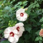 Hoa dâm bụt Nhật Bản
