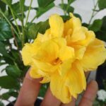 Hoa dâm bụt cánh kép (màu vàng)