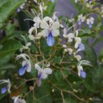 Cây thanh điệp (cây cánh tiên) tại Sa Đéc