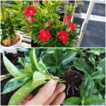 Dipladenia Cutting Propagation with coco coir and Rice Husk Ash