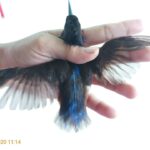 Cách thu hút chim ruồi