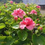 Hoa dâm bụt kép màu hồng