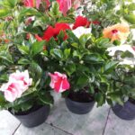Trồng hoa dâm bụt lùn