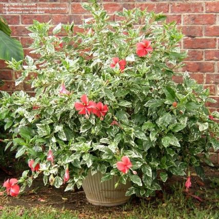 Hình Dạng Tổng Thể Một Chậu Hoa Dâm Bụt Cẩm Thạch