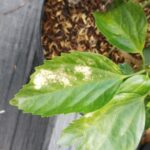 [Bài 14] Cây dâm bụt bị bạc lá do cháy nắng