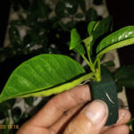 Mandevilla sanderi (dipladenia) propagation from cuttings by foam medium (Rockwool)