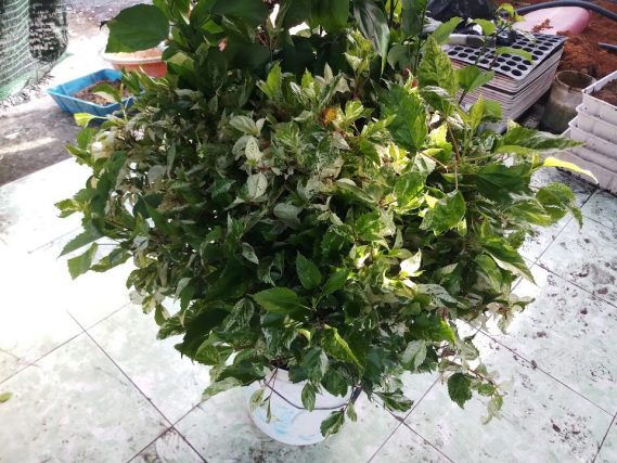 Một Số Cành Dâm Bụt Cẩm Thạch Vừa được Chặt đem Về Vườn