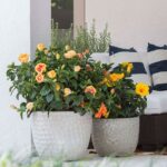 Cách trồng cây dâm bụt trong chậu