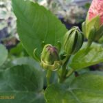 Trồng cây dâm bụt từ hạt