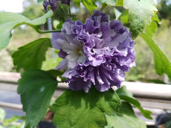 Form Hoa Dâm Bụt Blueberry Smoothie Khi Nở Hoàn Chỉnh
