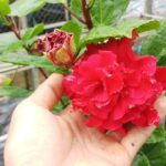 Hoa dâm bụt đỏ kép (giống mới, bông to hơn)