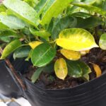 Why do Mandevilla leaves turn yellow and fall off