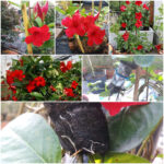 Mandevilla propagation air layering