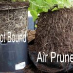 Air Pruning là gì? Vì sao nó làm cây trồng phát triển tốt hơn?