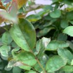 Powdery mildew on roses