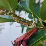 Control scale on mandevilla