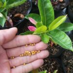 Fertilizer for mandevilla (Dipladenia)