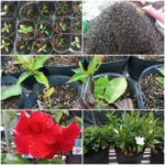 How to grow dipladenia (mandevilla) from cuttings
