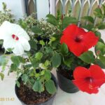 The best fertilizer for Hibiscus