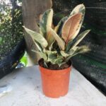 Cây đa búp đỏ cẩm thạch