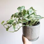 Trầu bà Ngọc Thuỷ Snow Queen (Epipremnum Aureum)
