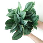 Cây trầu bà ngọc trai (Scindapsus treubii moonlight)
