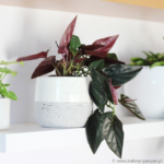 Cách trồng trầu bà tím Syngonium Erythrophyllum “LLANO-CARTI ROAD”