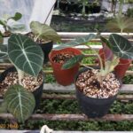 Trồng cây môn nhung đen Alocasia Black Velvet