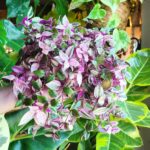 Cây thài lài hồng (Tradescantia Fluminensis tricolor)
