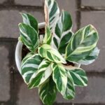 Cây đuôi công cẩm thạch (Calathea White Fusion)